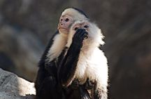 Skip the Line: Diamante Eco Adventure Park: Animal Sanctuary Discovery Ticket