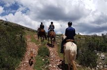 Equestrian experience - Peruvian paso Horse