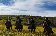 Ride Peruvian Paso Horses in Cusco