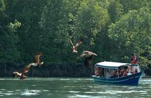 Mangrove Forest Tour In Langkawi