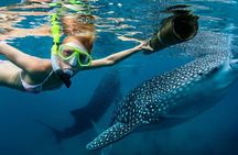 Oslob Whale Shark Swimming and Kawasan Falls Canyoneering