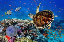 Full Day Marsa Mubarak Snorkeling Sea Trip & Lunch With Transfer – Marsa Alam