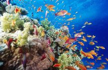 Full Day Marsa Mubarak Snorkeling Sea Trip & Lunch With Transfer – Marsa Alam