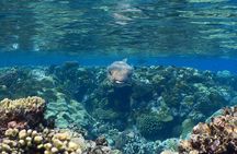  Hamata and qulaan Islands Snorkeling Sea Trip With Transfer, Lunch - Marsa Alam