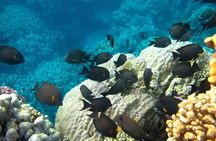 Full Day Marsa Mubarak Snorkeling Sea Trip & Lunch With Transfer – Marsa Alam