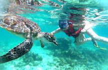 Sea Turtle and Cenote Snorkeling Tour