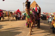 Full Day Sightseeing Tour of Jaisalmer