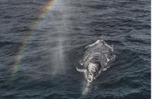 Whale Watching Tour From Monterey