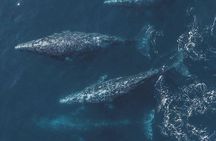 Whale Watching Tour From Monterey