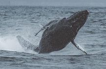 3-Hour Whale Watching Tour from Monterey