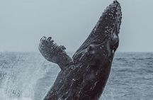 3-Hour Whale Watching Tour from Monterey