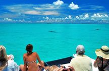 Key West Dolphin Watch and Snorkel Tour - Eco Adventure