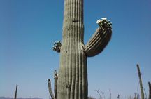 Apache Trail with Dolly Steamboat