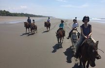 CR BEACH BARN- Horseback Riding On The gorgeous Beach 