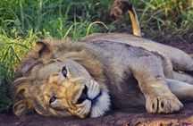 2 Days Akagera National Park Wildlife Safari