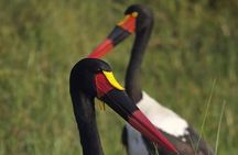 From Kigali: 2 Days Akagera National Park Wildlife Safari