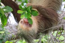 Day Trip from San Jose to Sloths & other wildlife Rescue Center