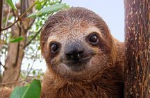 Day Trip from San Jose to Sloths & other wildlife Rescue Center