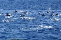 Dolphin Watching Excursion in Gibraltar