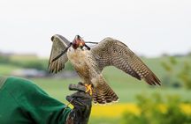 Abu Dhabi Falcon Hospital Tour