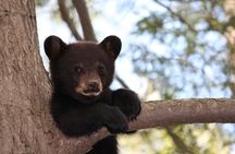 Yellowstone and Grand Teton 4 Day 3 Night Wildlife Adventure