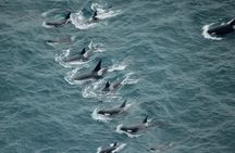 Air Whale Watching in Kaikoura