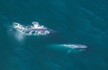 Air Whale Watching in Kaikoura
