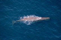 Air Whale Watching in Kaikoura