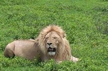 5 Days Tanzania Tented Camp Safari