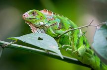 Deluxe Private Manuel Antonio Park Tour