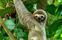 Manuel Antonio Park Nature Guided Tour with a Nature Specialist