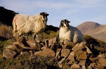 6-Day All Ireland Tour from Dublin Including Accommodation