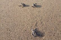 Sukamade Turtle Land Beach (2D1N)