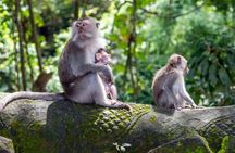 Ubud, Kintamani Volcanos Bali tour