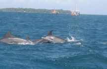 Wasini Dolphin Day Trip