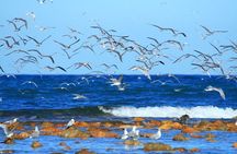 Cape Recife, Lighthouse and 4x4 Grysbok Reserve - HD14