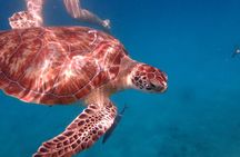 5-Hour Small-Group Catamaran Cruise from Bridgetown with Lunch
