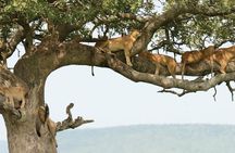 5Days Tanzania Camping Safari to Lake Manyara Serengeti And Ngorongoro Crater from Arusha