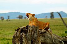 4 Day Joined Group Safari Ngorongoro, Manyara,Tarangire and Arusha National Park