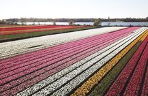 Tulip Fields Tour near Keukenhof - Self-drive with Audio Guide