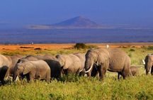 2-Day Amboseli National Park Safari- Daily Departures