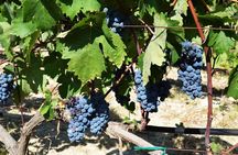 A world of wine-tasting in Nemea