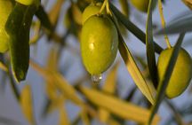 Olympia Shore Ex: Ancient Olympia, Honey Farm & Olive Oil Tasting