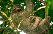 Mangrove Boat Tour Damas Island | Manuel Antonio