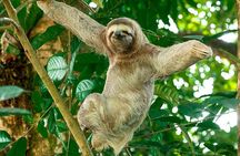 Mangrove Boat Tour Damas Island | Manuel Antonio