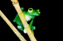 Night Jungle Tour with Dinner (Rainmaker Park)