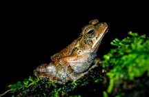 Night Jungle Tour with Dinner (Rainmaker Park)