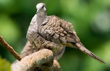 Deluxe Private Bird Watching Tour | Manuel Antonio