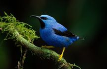 Deluxe Private Bird Watching Tour | Manuel Antonio
