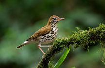 Deluxe Private Bird Watching Tour | Manuel Antonio